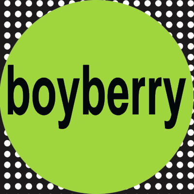 Boyberry